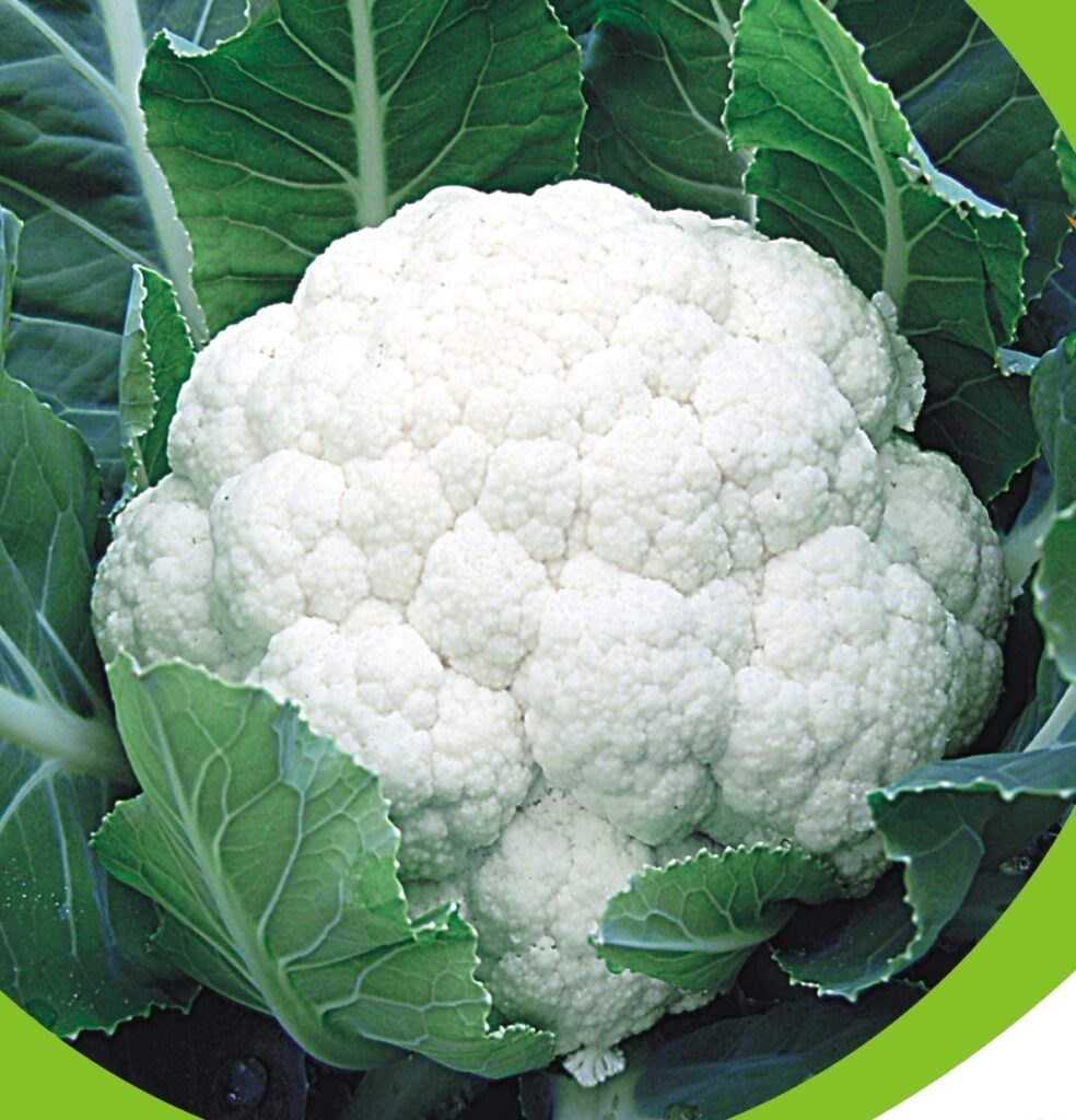Fresh Cauliflower from Nexgen® Seeds India Private Limited