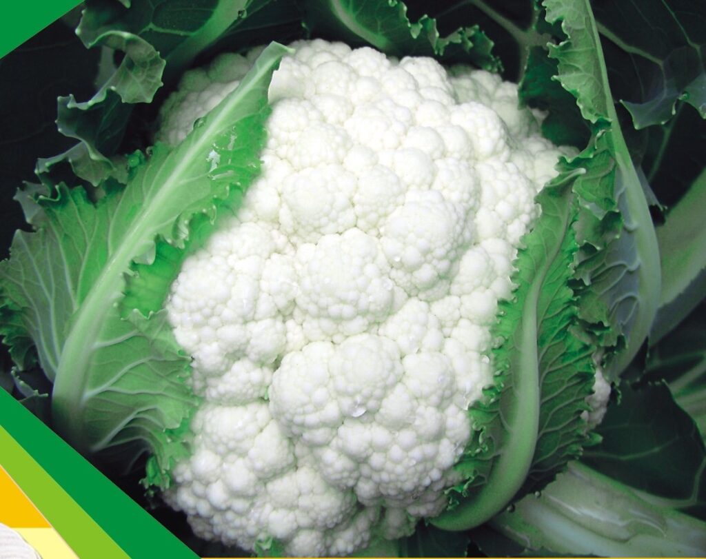 NXG® Delight cauliflower Seeds - Fresh and healthy produce from Nexgen® seeds India private limited