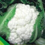 NXG® Delight cauliflower Seeds - Fresh and healthy produce from Nexgen® seeds India private limited
