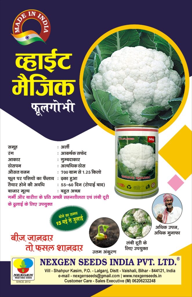 Top Cauliflower seeds NXG White Magic a product of Nexgen Seeds India